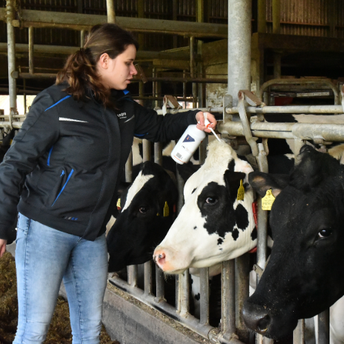 Website afbeeldingen